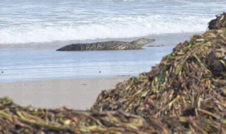 Desmienten cierre total de Playa Miramar por cocodrilos