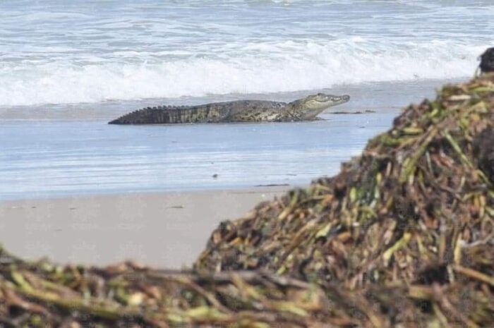 Desmienten cierre total de Playa Miramar por cocodrilos