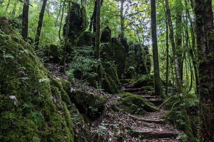 Tamaulipas refuerza la protección de sus reservas naturales