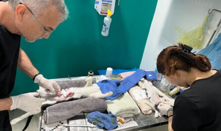 Realiza COMUSA importante labor de esterilización y apoyo médico veterinario a perros y gatos callejeros