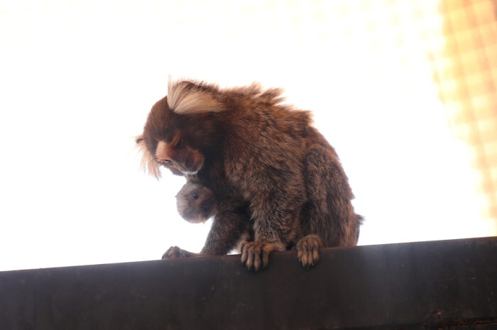 Crece familia del Zoológico de Nuevo Laredo; nacen dos monos tití