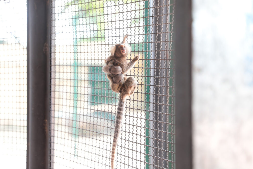 Crece familia del Zoológico de Nuevo Laredo; nacen dos monos tití