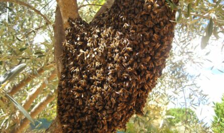 Exhorta Gobierno de Nuevo Laredo reportar enjambres de abejas para prevenir accidentes