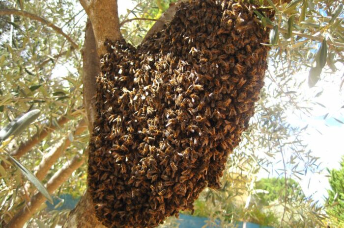 Exhorta Gobierno de Nuevo Laredo reportar enjambres de abejas para prevenir accidentes