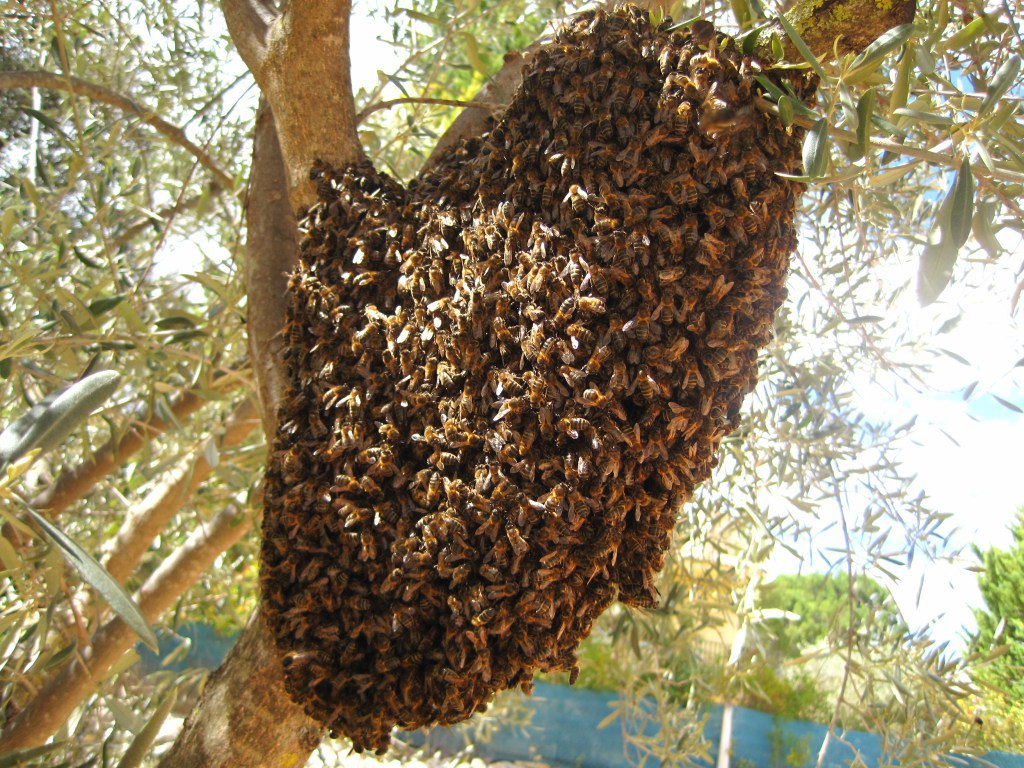 Exhorta Gobierno de Nuevo Laredo reportar enjambres de abejas para prevenir accidentes