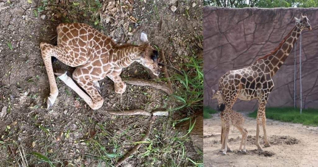 Nuevo miembro en el zoológico Tamatán: nace una jirafa