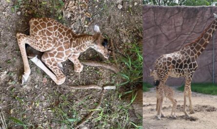 Nuevo miembro en el zoológico Tamatán: nace una jirafa