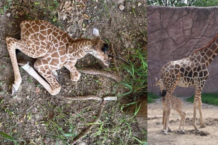 Nuevo miembro en el zoológico Tamatán: nace una jirafa