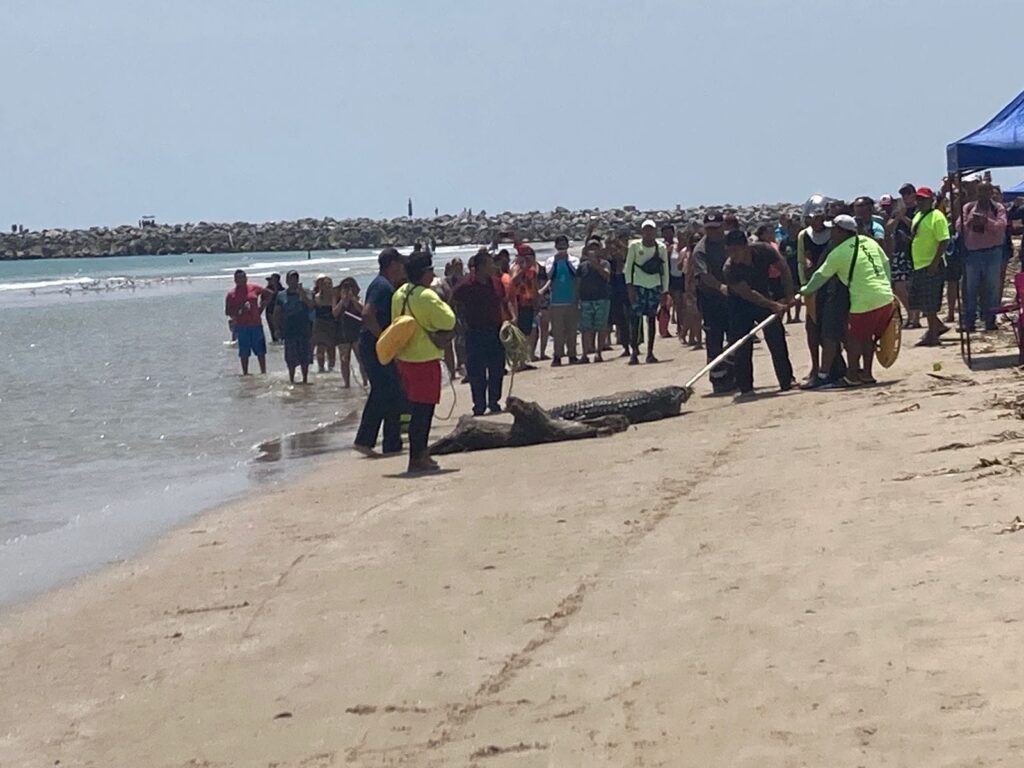 Capturan cocodrilo en playa Miramar; turistas fueron evacuados