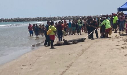 Capturan cocodrilo en playa Miramar; turistas fueron evacuados