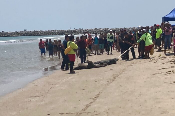 Capturan cocodrilo en playa Miramar; turistas fueron evacuados