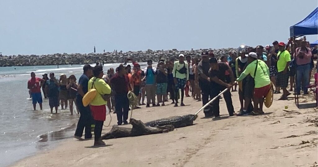 Presencia de cocodrilos redujo llegada de turistas a la Playa Miramar