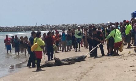 Presencia de cocodrilos redujo llegada de turistas a la Playa Miramar