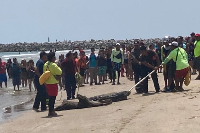 Presencia de cocodrilos redujo llegada de turistas a la Playa Miramar