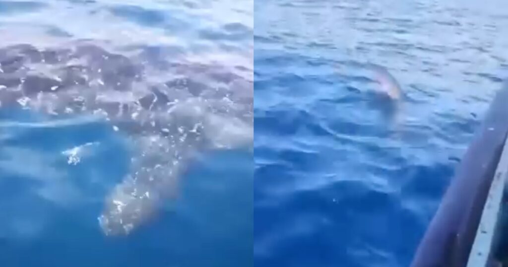 Tiburón ballena sorprende a pescadores en Playa La Pesca