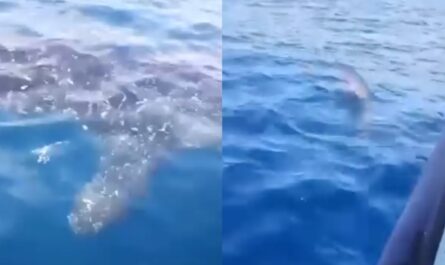 Tiburón ballena sorprende a pescadores en Playa La Pesca