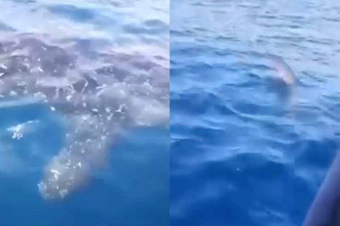 Tiburón ballena sorprende a pescadores en Playa La Pesca