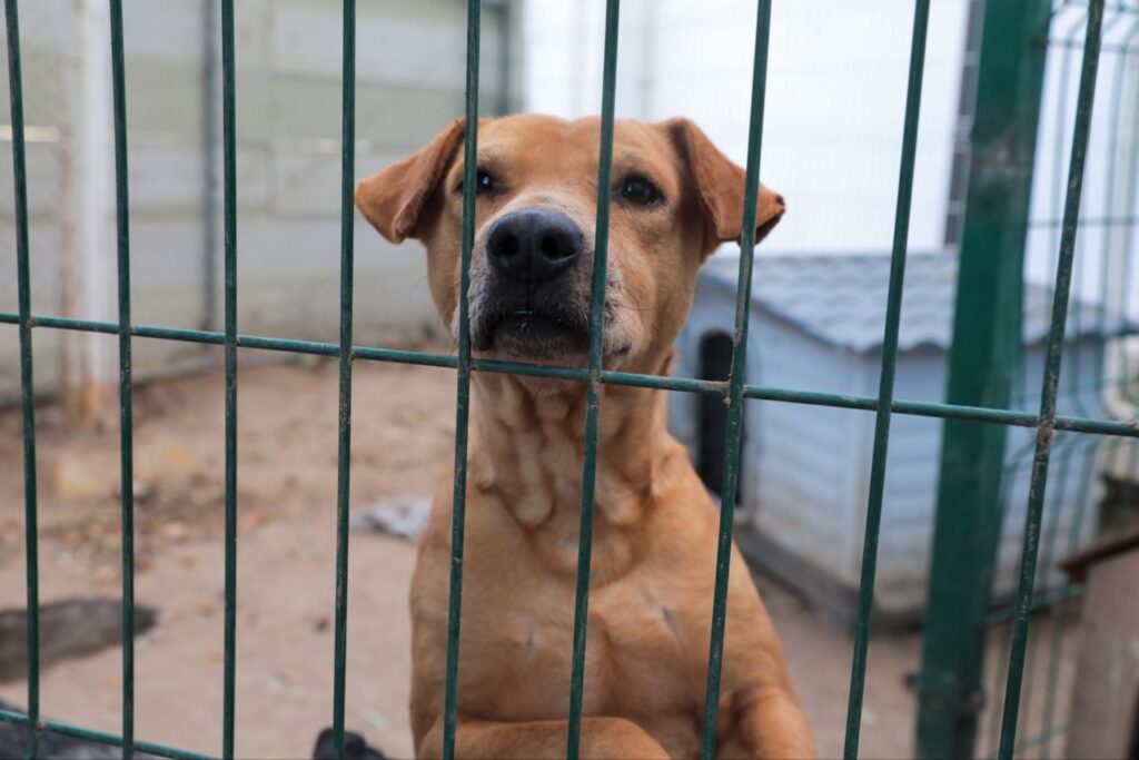 Promueve COMUSA la adopción por encima de la compra de mascotas en Nuevo Laredo