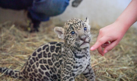 Donará Gobierno de Nuevo Laredo dos ejemplares de jaguar para preservar la especie en Tamaulipas