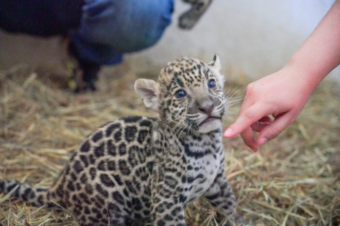 Donará Gobierno de Nuevo Laredo dos ejemplares de jaguar para preservar la especie en Tamaulipas