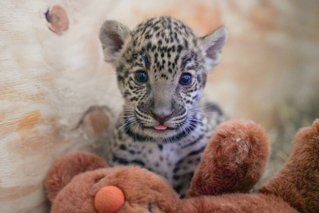 Donará Gobierno de Nuevo Laredo dos ejemplares de jaguar para preservar la especie en Tamaulipas