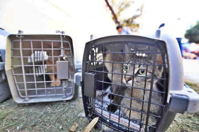 Siguen las acciones a favor de los animales; Invita Gobierno de Nuevo Laredo a adoptar perros y gatos