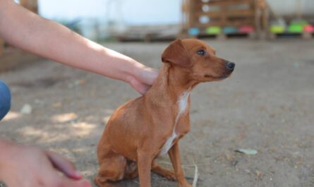 Aplica Gobierno de Nuevo Laredo multas por maltrato animal