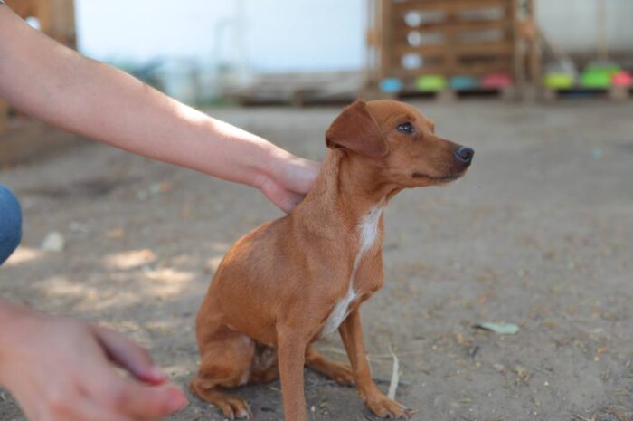 Aplica Gobierno de Nuevo Laredo multas por maltrato animal