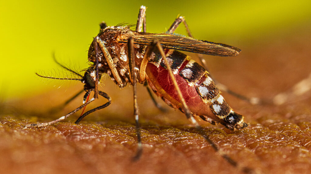 Incremento del 70% en casos de dengue en Tamaulipas