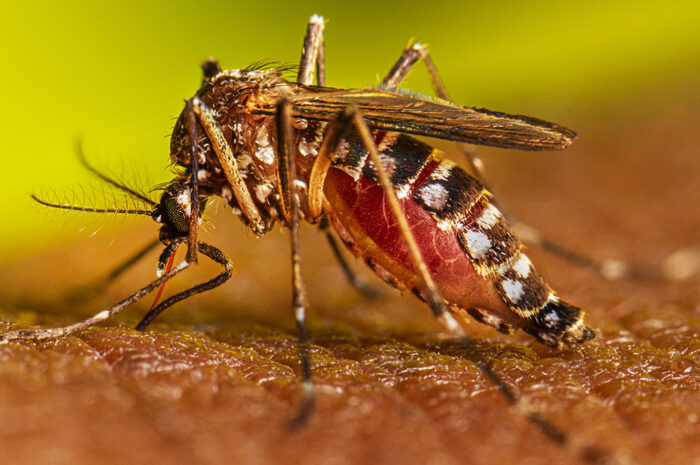 Incremento del 70% en casos de dengue en Tamaulipas: 444 reportados