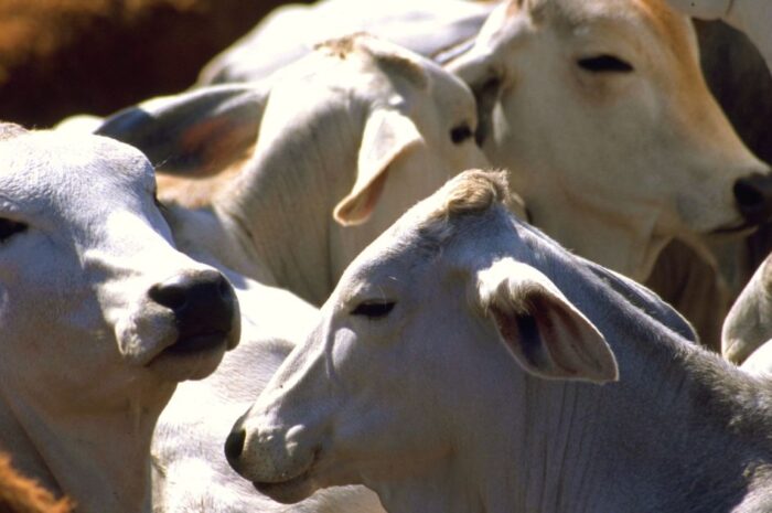 Tamaulipas reduce casos de tuberculosis bovina y recupera su estatus sanitario