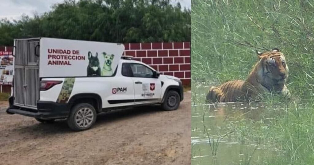 Tigre escapa en ejido de Reynosa; autoridades emiten alerta