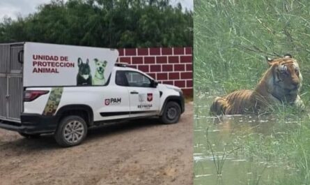 Tigre escapa en ejido de Reynosa; autoridades emiten alerta