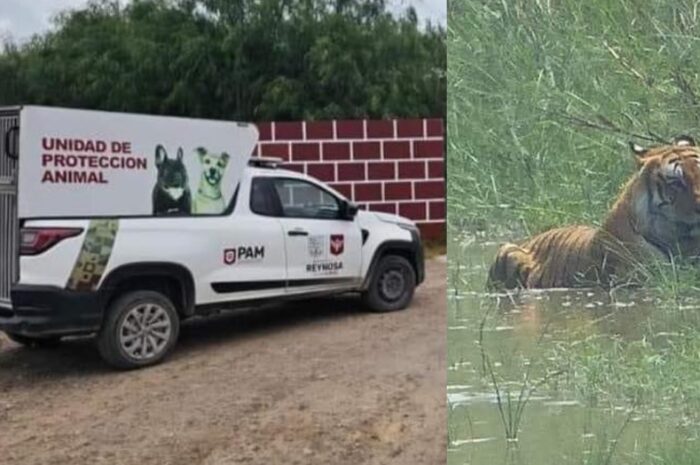 Tigre escapa en ejido de Reynosa; autoridades emiten alerta