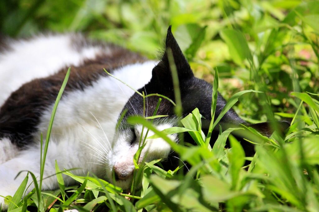 envenenan al menos a 25 gatos en fraccionamiento de altamira