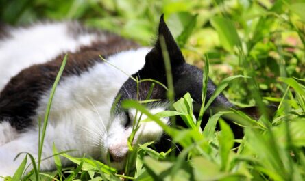 envenenan al menos a 25 gatos en fraccionamiento de altamira