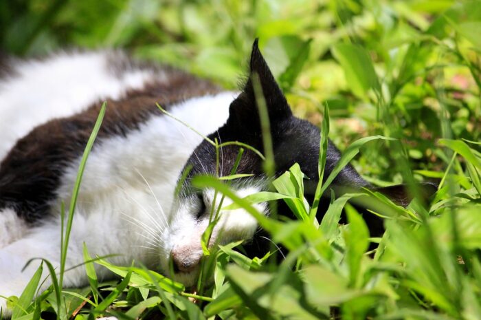 Vecinos de Altamira exigen justicia por envenenamiento masivo de gatos