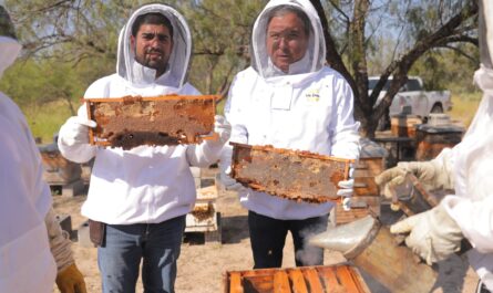 Nuevo Laredo único en Tamaulipas con programa de rescate de colmenas