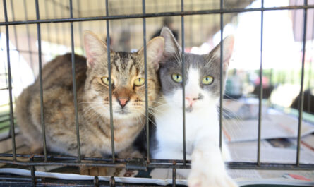 Gobierno de Nuevo Laredo realiza Feria de Adopción canina y felina