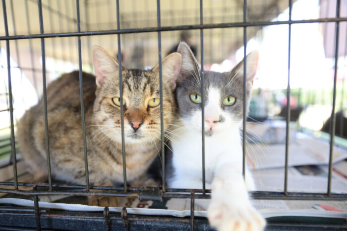 Gobierno de Nuevo Laredo realiza Feria de Adopción canina y felina