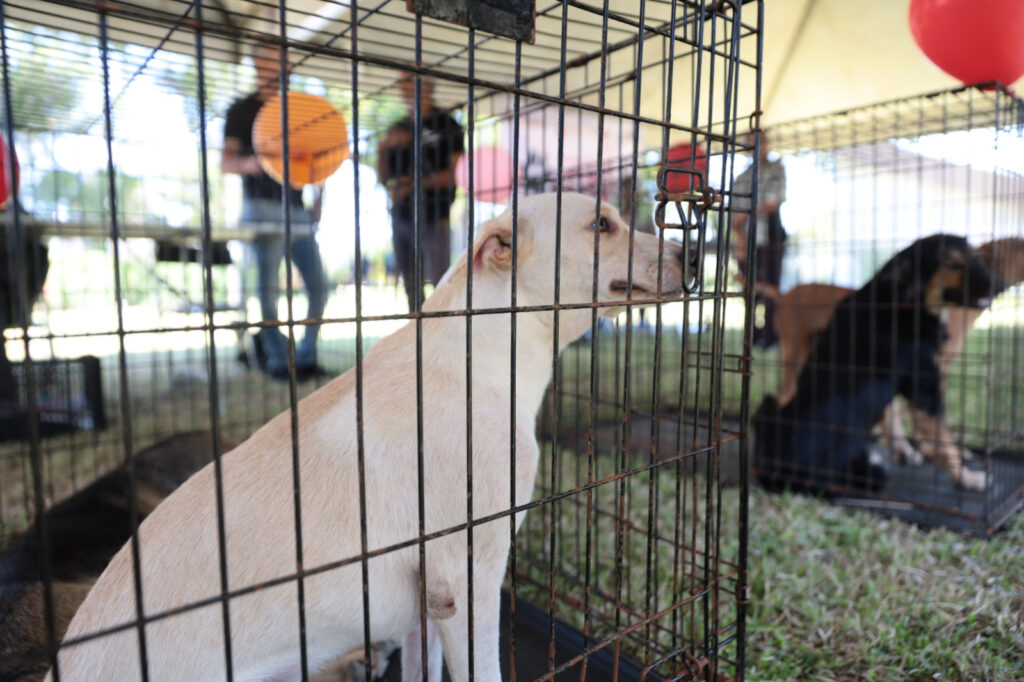 Gobierno de Nuevo Laredo realiza Feria de Adopción canina y felina