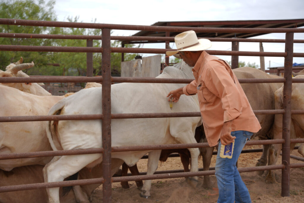 Gobierno de Nuevo Laredo apoya a pequeños productores con vacunación de ivermectina para su ganado