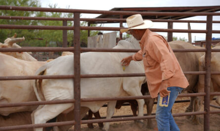 Gobierno de Nuevo Laredo apoya a pequeños productores con vacunación de ivermectina para su ganado