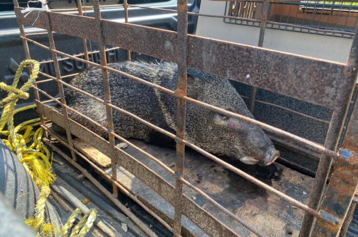 Aumentan avistamientos de fauna silvestre en Altamira; capturan jabalí y coatí