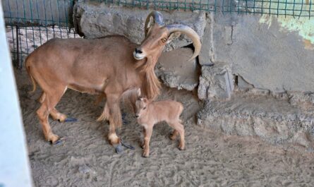 Zoológico de Nuevo Laredo suma más de 90 nacimientos; destaca su compromiso con la conservación animal