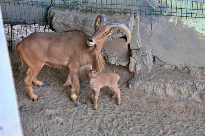 Zoológico de Nuevo Laredo suma más de 90 nacimientos; destaca su compromiso con la conservación animal