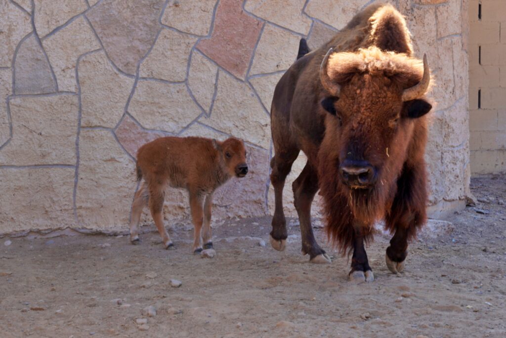 Zoológico de Nuevo Laredo suma más de 90 nacimientos; destaca su compromiso con la conservación animal