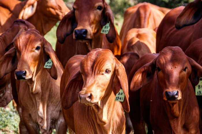 Tamaulipas trabaja en recuperar estatus sanitario para exportación bovina