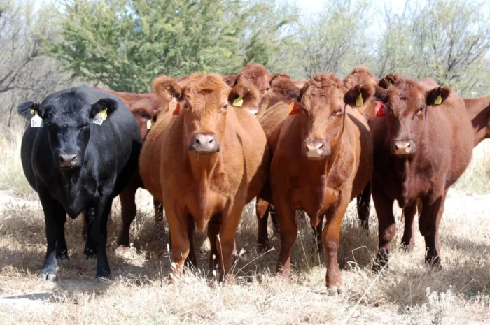 Ganaderos de Tamaulipas advierten riesgo de cierre en exportación de ganado