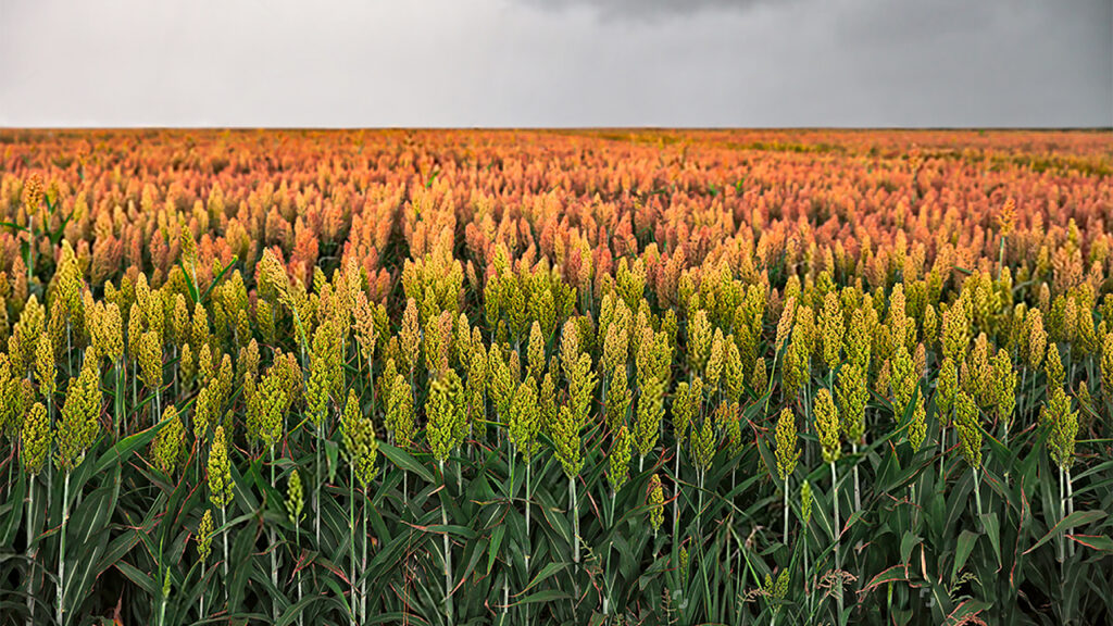 Más de 200 mil hectáreas de sorgo sin sembrar en Tamaulipas